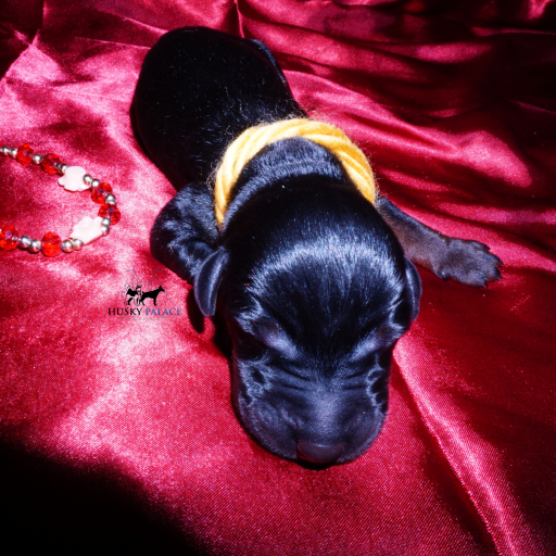 100% Euro AKC Kiyi 16